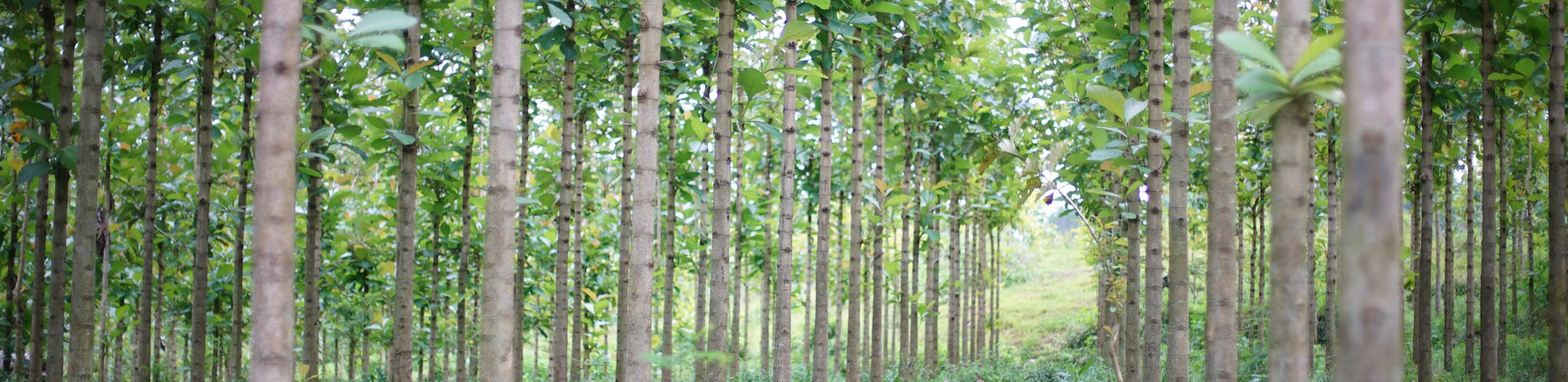 Plantation Teak, the Sustainable Choice for Outdoor Furniture and How to Care for It